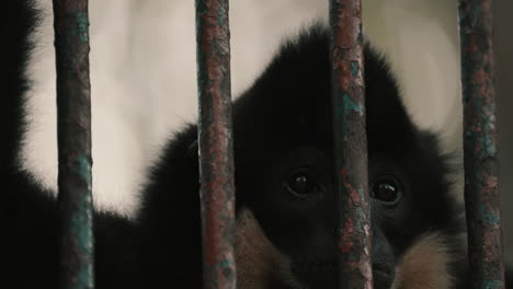 Portrait-Of-A-Sad-Black-Crested-Gibbon-Behind-Steel-Bar-Cage-In-A-Zoo-Park