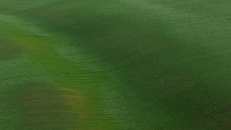 Aerial-shot-vibrant-green-agricultural-fields-close-up,-in-the-countryside-on-a-spring-sunny-day