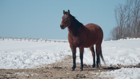 Caballo-Marrón-En-El-Rancho-Del-Cielo-Daegwallyeong-Cubierto-De-Nieve-En-Invierno-En-Un-Día-Soleado