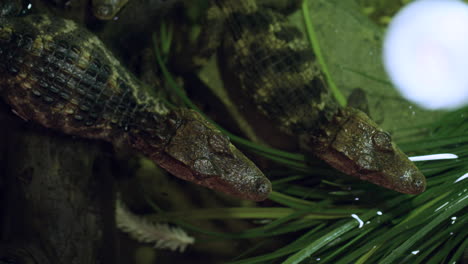 Two-young-Caiman-crocodiles-in-shallow-water-at-night-under-moonlight