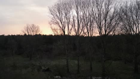 Waldnatur-In-Silhouetten-Bei-Sonnenuntergang