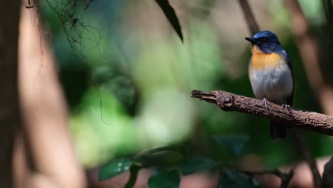 Facing-to-the-left-as-it-taps-its-right-foot-on-its-perch-while-looking-around,-Indochinese-Blue-Flycatcher-Cyornis-sumatrensis,-Male,-Thailand