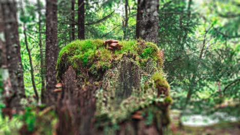 A-moss-covered-tree-stump-in-the-pine-forest