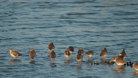 Seen-together-resting-then-one-moves-to-the-left-then-into-the-middle-preening-itself-also,-Common-Redshank-or-Redshank-Tringa-totanus,-Thailand