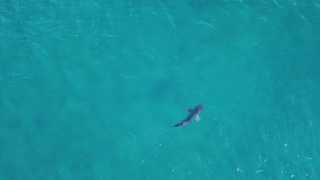 Un-Tiburón-De-Punta-Negra-Navegando-Frente-A-La-Costa-Del-Sur-De-Florida.