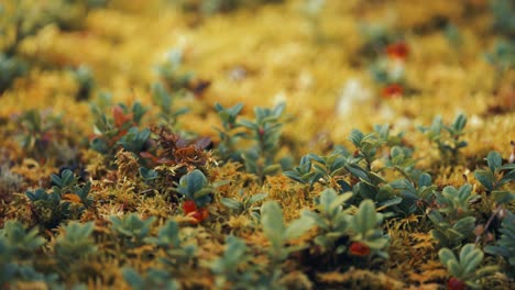 Tiny-cranberry-seedlings-on-the-soft-yellow-moss