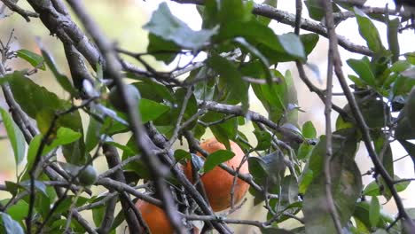 Afilando-Su-Pico,-El-Kiskadee-Menor-Se-Posa-Sobre-Una-Ramita-De-Un-árbol-De-Cítricos,-En-Un-Huerto-Ubicado-En-Colombia,-En-América-Del-Sur.