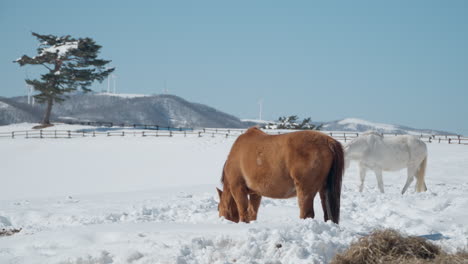 Horses-in-Snow-Landscape-of-Daegwallyeong-Sky-Ranch-in-Winter
