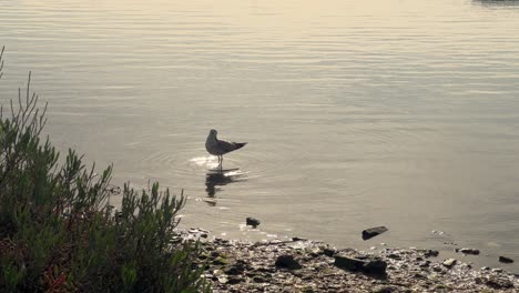 A-single-seagull-along-the-shallow-waters-close-to-the-coastal-grasslands-epitomizes-wildlife's-splendor-within-its-native-environment