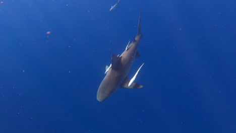 Bull-shark-with-remora-fish-hanging-on-to-fins-and-tail---wide-shot