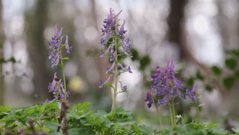 El-Delicado-Pájaro-Malva-En-Un-Arbusto-De-Flores-Silvestres-En-El-Suelo-Del-Bosque-En-Worcestershire,-Inglaterra