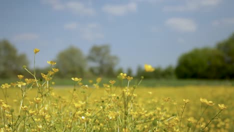 Feld-Mit-Gelben-Butterblumen,-Die-An-Einem-Sonnigen-Tag-Sanft-Schwanken,-Mit-Weich-Fokussierten-Bäumen-Im-Hintergrund