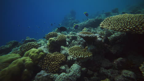 Verzweigte-Und-Hügelige-Korallen-Wachsen-Entlang-Des-Lebendigen-Riffs-Von-Französisch-Polynesien