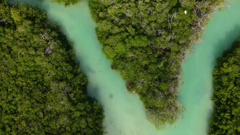 Maya-Kanäle-Von-Sian-Ka&#39;an-Mit-Wunderschönen-Mangrovenwäldern-Um-Sie-Herum