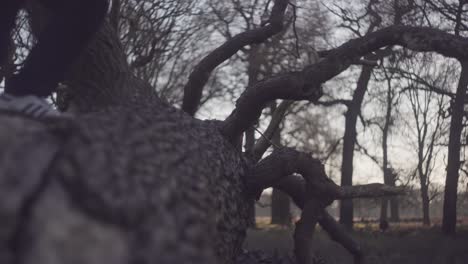 Ein-Umgestürzter-Baum,-Während-Ein-Mann-An-Einem-Hellen,-Kalten-Winternachmittag-Im-Richmond-Park,-Großbritannien,-Auf-Dem-Baumstumpf-Balanciert