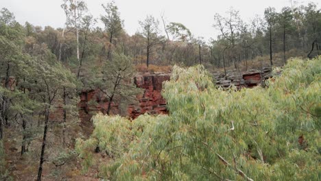 Alligator-Gorge-rising-aerial-of-red-cliff-and-gum-trees-in-Mount-Remarkable-National-Park,-South-Australia