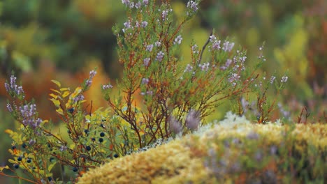 Heidekraut-Und-Heidelbeersträucher-Auf-Dem-Moosbedeckten-Boden-In-Der-Herbsttundra