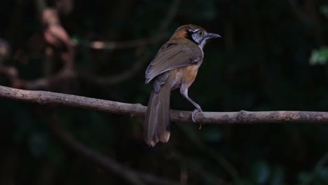 Von-Hinten-Gesehen,-Während-Er-Auf-Einer-Liane-Sitzt,-Sich-Kratzt-Und-Putzt-Und-Dann-Nach-Rechts-Weggeht,-Großer-Halsband-Lachsdrossel-Pterorhinus-Pectoralis,-Thailand