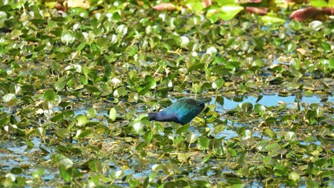 Purple-gallinule-eating-in-shallow-waters,-sunny-Florida-wetlands-with-vegetation-4K