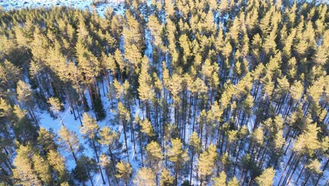 Video-De-Drones-Sobre-Un-Bosque-Y-Nieve.