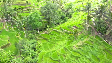 Aerial-view-of-hillside-rice-field-terraces-in-Bali,-Indonesia