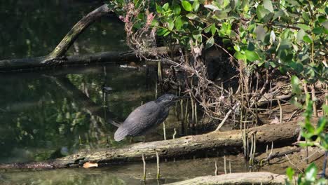 Zooming-out-while-this-Striated-Heron-Butorides-striata-is-looking-deep-in-the-mangrove-forest,-Thailand