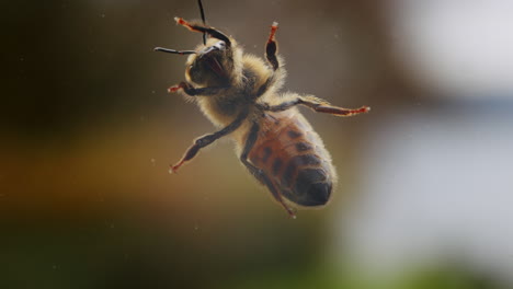 Honey-bee-breathing-with-abdomen,-closeup-macro-detail