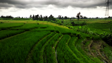 Dunkle-Gewitterwolken-über-Reisfeldern-Auf-Bali-In-Indonesien