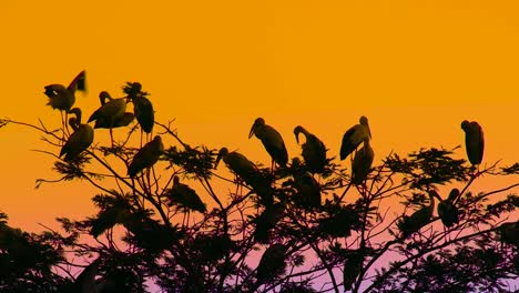 Herde-Bemalter-Störche-Thront-In-Der-Abenddämmerung-Auf-Einem-Baum