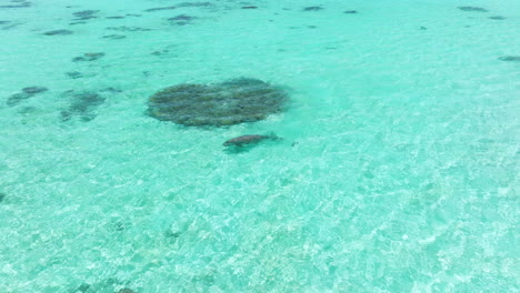 Seekuh-Schwimmt-Unter-Klarem,-Blauem-Meer-Mit-Seichtem-Wasser-In-Der-Nähe-Der-Insel-Moso-In-Vanuatu