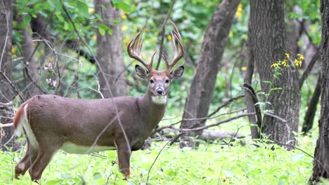 A-large-white-tail-buck-checks-its-surroundings-while-walking-through-the-forest-in-early-autumn