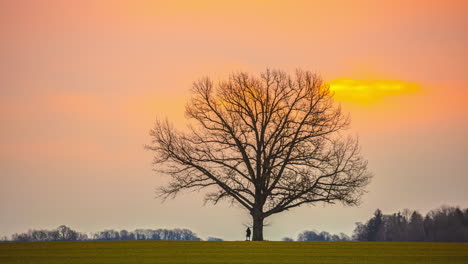 Wide-panoramic-sunset-with-a-lonely-contrasted-dry-tree-skyline-become-golden-hour-time-lapse-shot