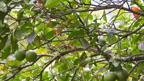 A-tiny-Lesser-Kiskadee-Pitangus-lictor-is-hopping-from-one-branch-to-another-of-a-citrus-tree-in-an-orchard-at-the-Coffee-Triangle---Los-Nevados-National-Park-in-Colombia