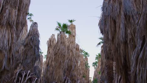 Pan-down-shot-of-Palm-trees-growing-in-a-row-with-some-dead-trees-resting-on-the-ground