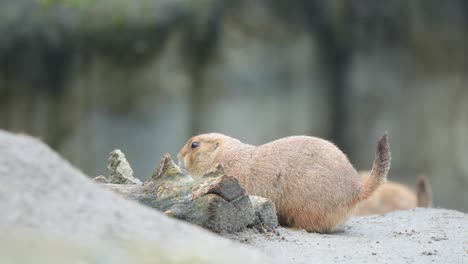 Nahaufnahme-Eines-Mexikanischen-Präriehundes,-Der-Sich-Von-Holz-Auf-Dem-Boden-Ernährt