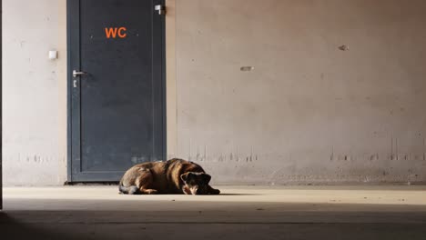 Dog-lying-on-the-stable-floor,-behind-it-a-door-with-a-"WC"-sign