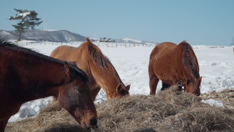 Close-up-of-Beautiful-Brown-Horses-Grazing-Dry-Hay-in-Snow-capped-Daegwallyeong-Sky-Ranch-in-Winter