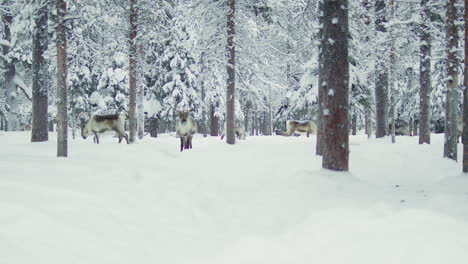 Reindeer-herd-pasturing-in-a-snowy-forest-in-Finnish-Lapland