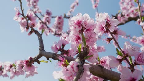 Flores-De-Cerezo-Rosa-De-ángulo-Bajo-En-Las-Ramas-Cerezo-Sakura-De-Primavera