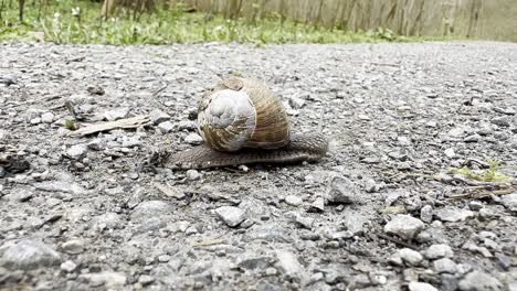 Brown-snail-crossing-on-rocky-road-forrest,-close-up,-side-view