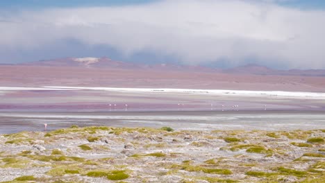 Flamingos-in-the-colorful-Laguna-Colorada,-Bolivia-with-vast,-mountainous-backdrop