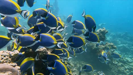 Ein-Schwarm-Blauer-Doktorfische-Grast-Auf-Einem-Sonnenbeschienenen-Riff-In-Klarem-Wasser