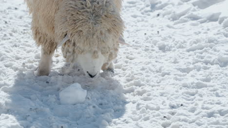 One-Romney-sheep-grases-hay-in-snowy-field-at-Daegwallyeong-Sky-Ranch-Farm---head-close-up