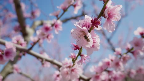 Close-up-bee-drinking-nectar-from-Pink-Peach-Flower-Blossoms-In-Spring-Season