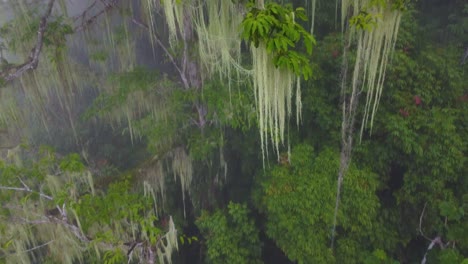 Spektakuläre-Drohnenaufnahme-Eines-Abstiegs-Durch-Die-Baumkronen-Eines-Waldes,-Der-Mit-Flechten-Bedeckt-Ist,-Die-Von-Den-Zweigen-In-Minca,-Kolumbien,-Hängen