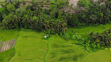 Aerial-drone-circling-view-of-rice-field-terraces-in-Bali,-Indonesia