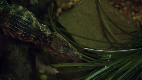 Kaiman-Krokodiljunges-Ruht-Nachts-Im-Seichten-Wasser---Von-Oben-Aufgenommen