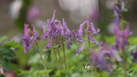 El-Delicado-Pájaro-Malva-En-Un-Arbusto-De-Flores-Silvestres-En-El-Suelo-Del-Bosque-En-Worcestershire,-Inglaterra