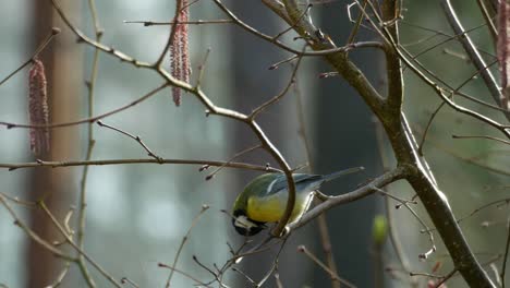 great-tit-bird-sitting-on-branch-and-eating-sunflower-seed