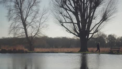 Ein-Kleiner-See,-Umgeben-Von-Bäumen-An-Einem-Hellen,-Kalten-Winternachmittag-Im-Richmond-Park,-Großbritannien